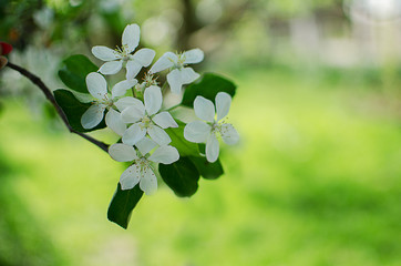 Pink delicate and fragrant apple blossoms in spring