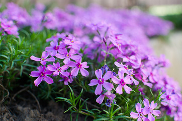 Obraz premium Little flowers blooming phlox pink with