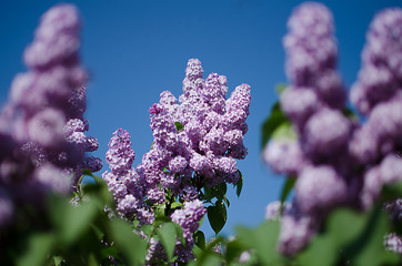 Beautiful branch of lilac bushes growing in the spring