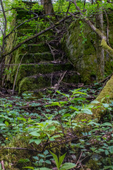 Old stairs in the middle of a forest