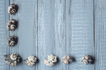 text frame of seashells on wooden background