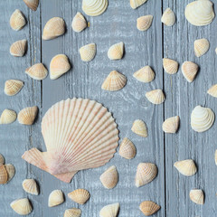 lots of small seashells on light wooden background
