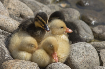 Fluffy ball of newborn ducklings near a pond.