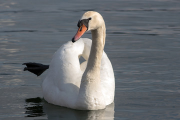 Swan in a ballet pose that looks at the photographer's lens.