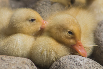 Fluffy little ducklings near a pond.