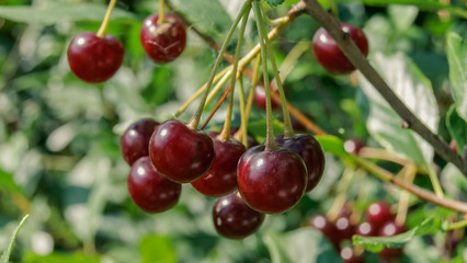 Close-up of red and sweet cherries on a branch in garden