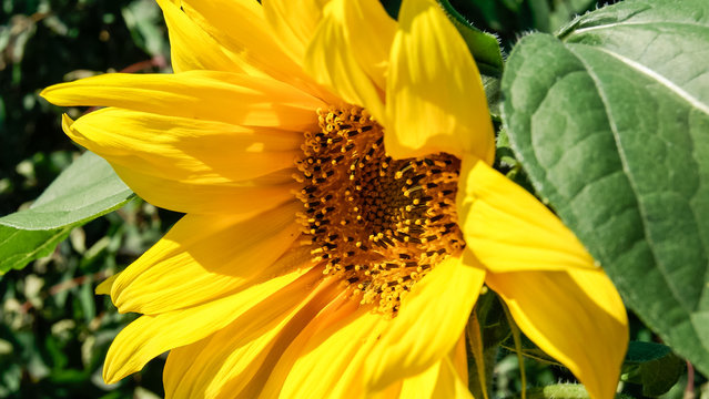 Close-up of colorful sunflower