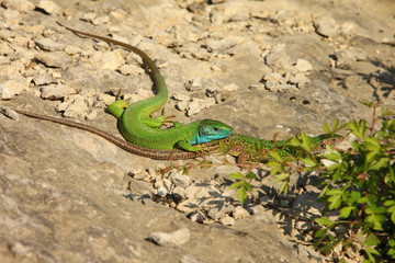 Pair of European Green Lizard (Lacerta viridis) in the wild.