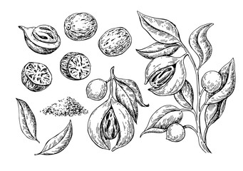 Nutmeg spice vector drawing. Ground seasoning nut sketch. Dried seeds and fresh mace fruits Herbal - obrazy, fototapety, plakaty