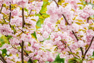 Soft focus Cherry Blossom or Sakura flower on nature background
