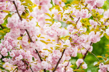 Close up of beautiful pink sakura flowers in the morning. Cherry blossom