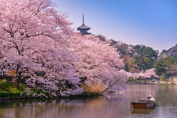 Deurstickers japan. Cherry blossom Sakura. © saravut