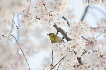 Japanese white-eye with cherry blossoms