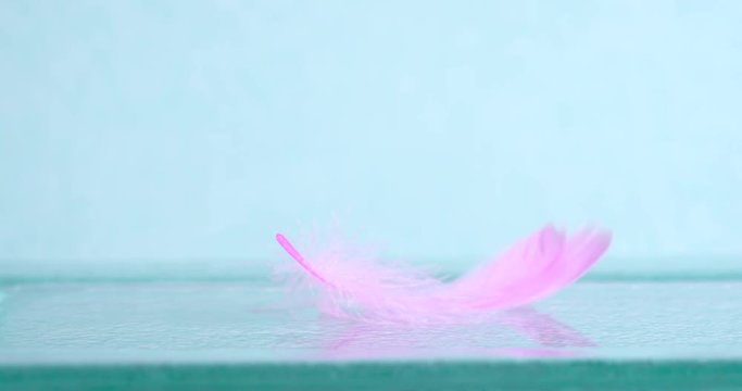Extremely close up soft pink feather on blue background as the dreamy ,softness , fresh and romance concept , 4K Dci resolution