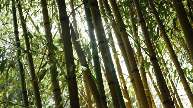 thickets of green bamboo against