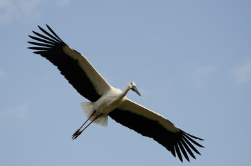 White stork flying in Toyooka City