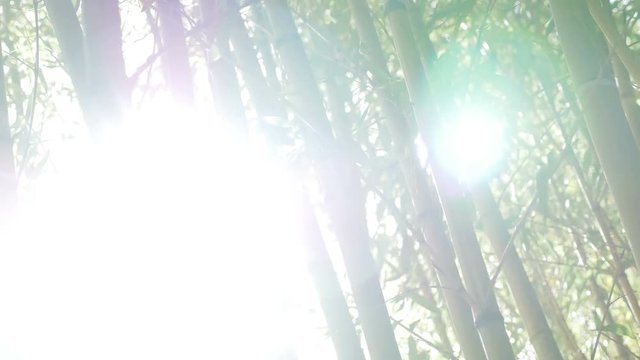 thickets of green bamboo against