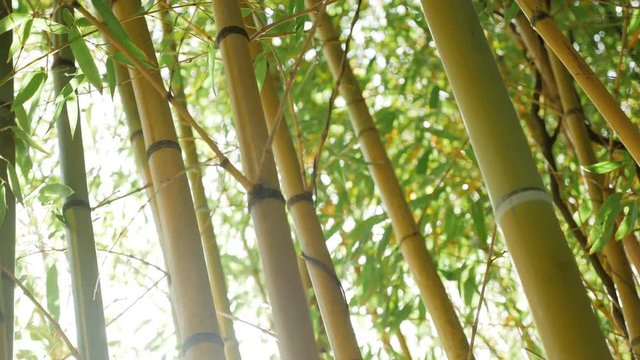 thickets of green bamboo against