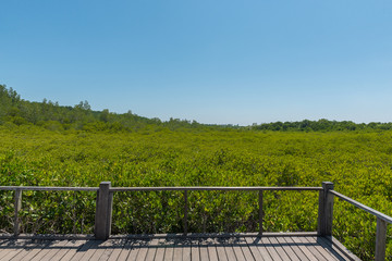 Obraz premium The mangroveforest field with sunlight and blue sky.