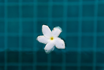 Frangipani flowers in the pool with soft light