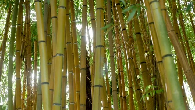 thickets of green bamboo against