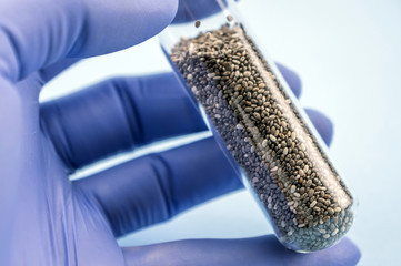 A scientific subject test piece with seeds of chia for research