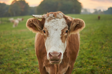 Kuh Portrait Blick Makro Wiese
