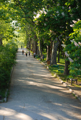 Blooming Chestnut Trees. road in a Park. Green Trees. Spring Summer Time.