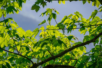 Some green leafs in the sun