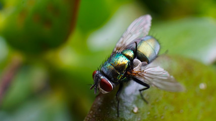 Green Fly Macro