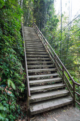 concrete stairs in the forrest