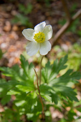 Anemone blooming in a garden