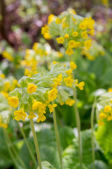 Primula blooming with yellow flowers