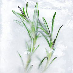 Frozen plant inside piece of ice close up - icy herb texture