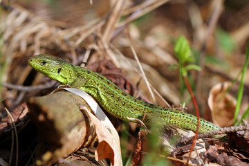 green lizard in the forest