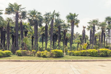 Fototapeta premium Palm trees and sidewalks