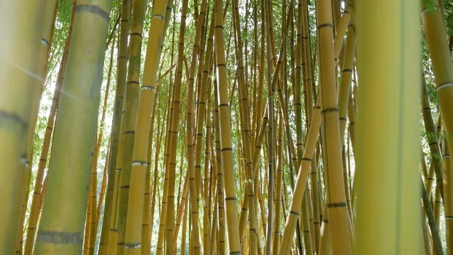 thickets of green bamboo against