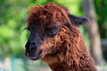 Fototapeta premium Domesticated Alpaca (Vicugna pacos)