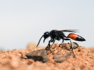 Earth wasp Sphecidae digs a hole in the sand