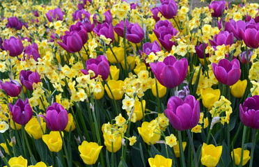 Frühlingsbeet mit Tulpen und Osterglocken