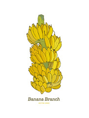 Search photos banana vector