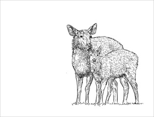 Deer female with baby , hand draw sketch vector.