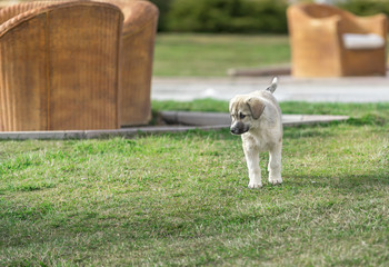 A dog is walking on the grass
