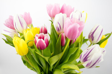 Tulips