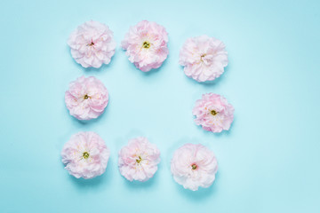 olia roses, the Provence rose or cabbage rose or Rose de Mai