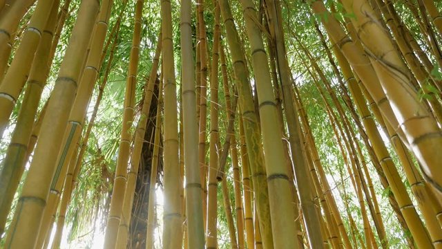 thickets of green bamboo against