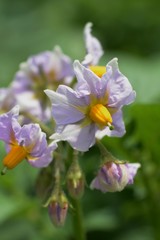 Obraz premium Potato blossoms