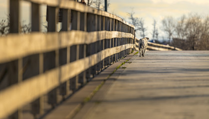 A dog walks on the road