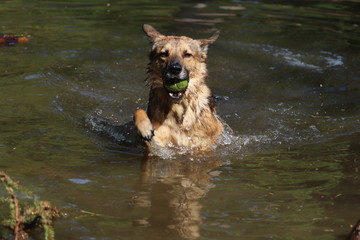schwimmender Hund 