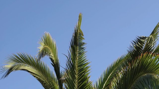 Palme Hintergrund Himmel Blau Sonnig
